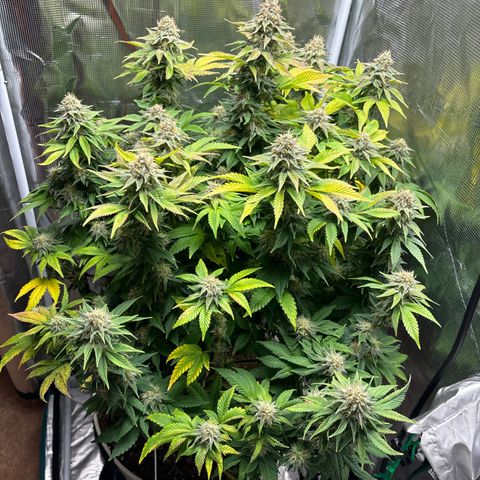 Petree growlog timeline photo