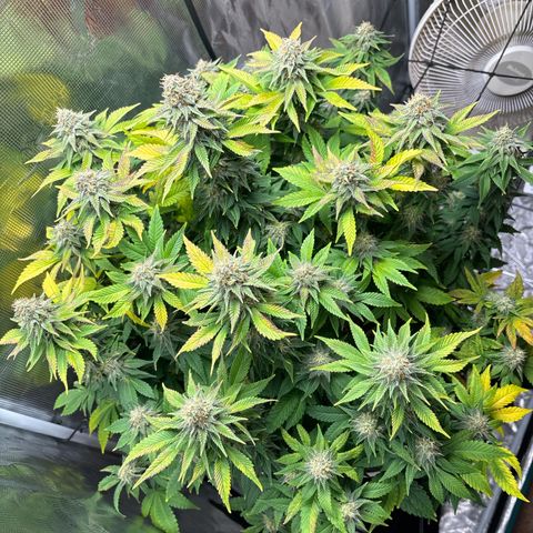 Petree growlog timeline photo
