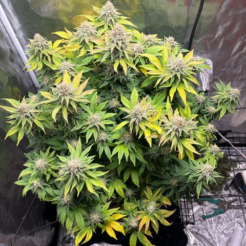 Petree growlog timeline photo