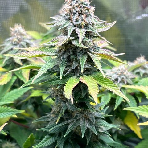 Petree growlog timeline photo