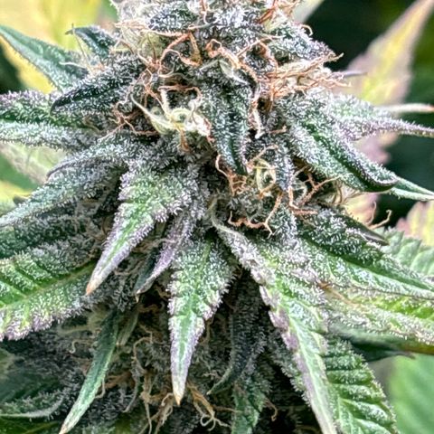Petree growlog timeline photo