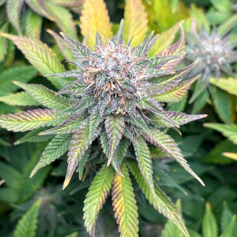 Petree growlog timeline photo