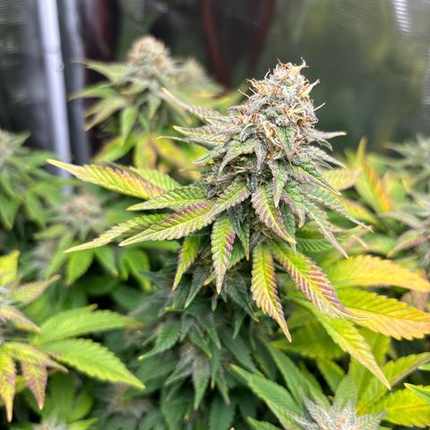 Petree growlog timeline photo