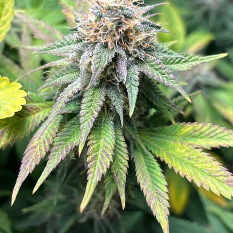 Petree growlog timeline photo