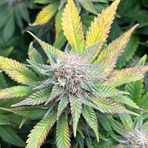 Petree growlog timeline photo