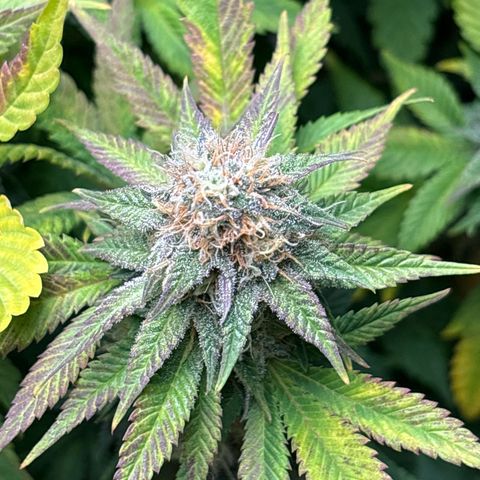 Petree growlog timeline photo
