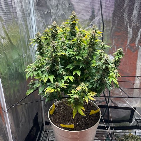 Petree growlog timeline photo