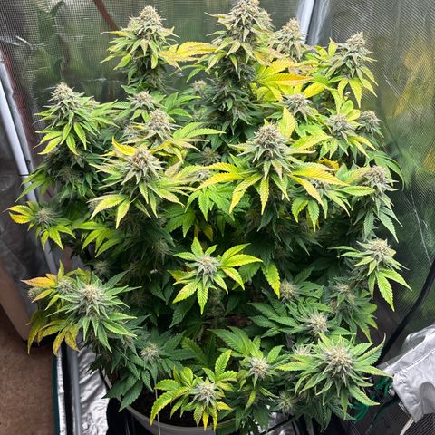 Petree growlog timeline photo