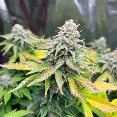 Petree growlog timeline photo