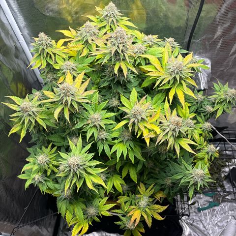 Petree growlog timeline photo
