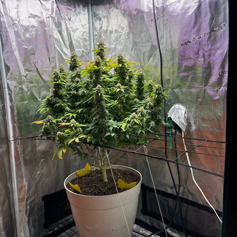Petree growlog timeline photo