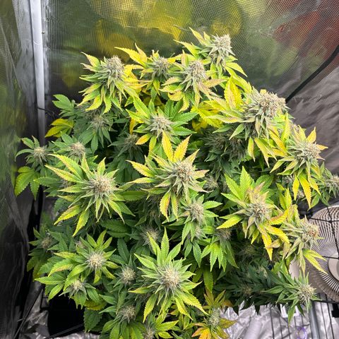 Petree growlog timeline photo