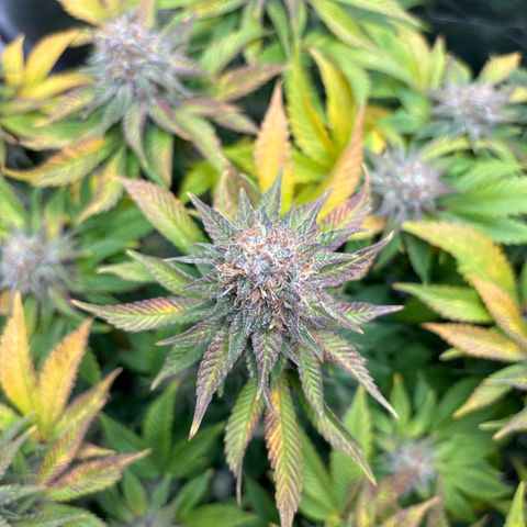 Petree growlog timeline photo