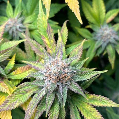 Petree growlog timeline photo