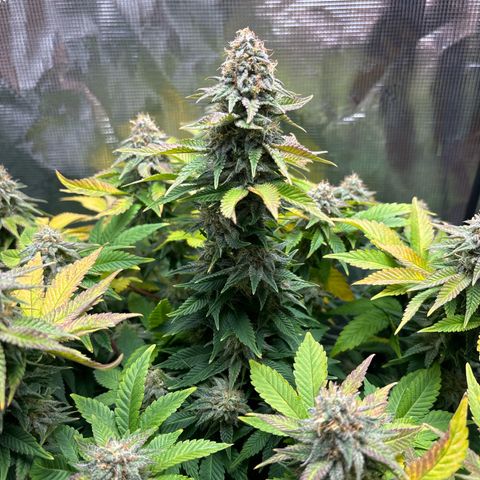 Petree growlog timeline photo