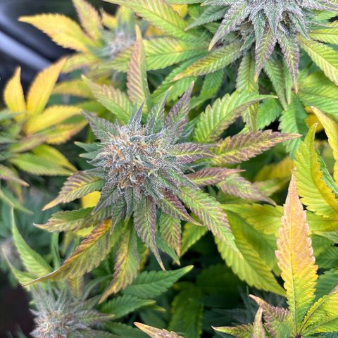Petree growlog timeline photo