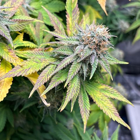 Petree growlog timeline photo