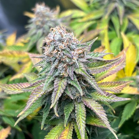 Petree growlog timeline photo
