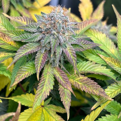 Petree growlog timeline photo