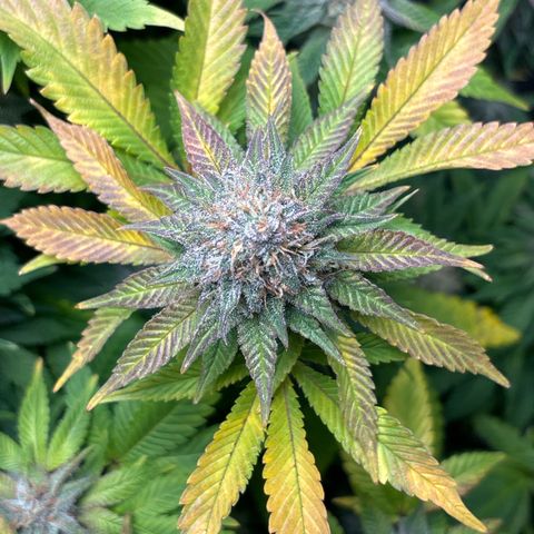 Petree growlog timeline photo