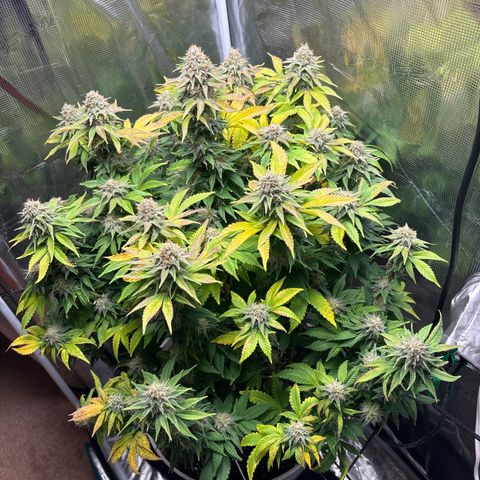 Petree growlog timeline photo