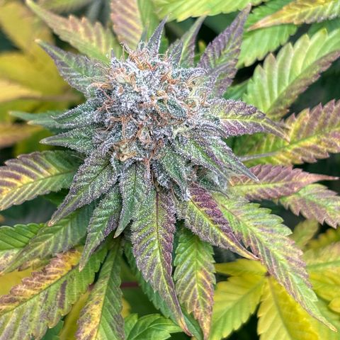 Petree growlog timeline photo