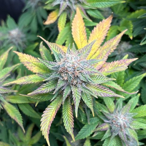 Petree growlog timeline photo