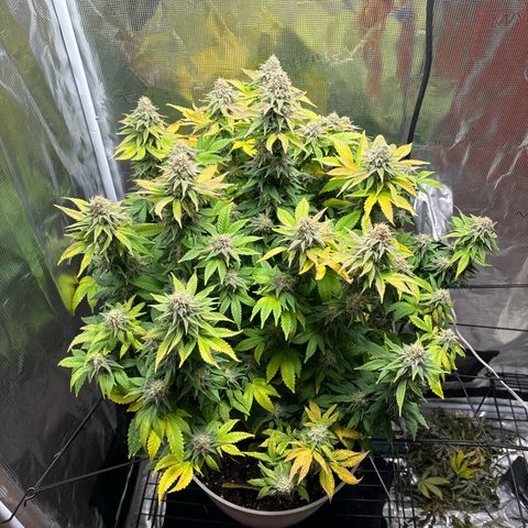 Petree growlog timeline photo
