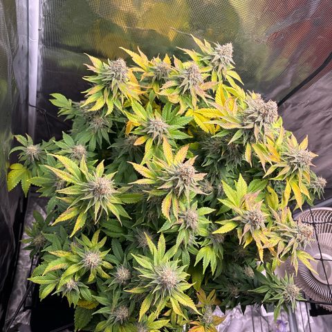 Petree growlog timeline photo