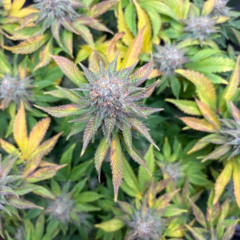 Petree growlog timeline photo
