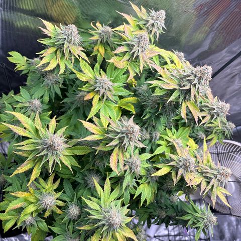 Petree growlog timeline photo