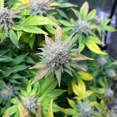 Petree growlog timeline photo