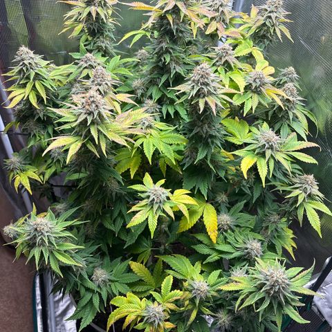 Petree growlog timeline photo