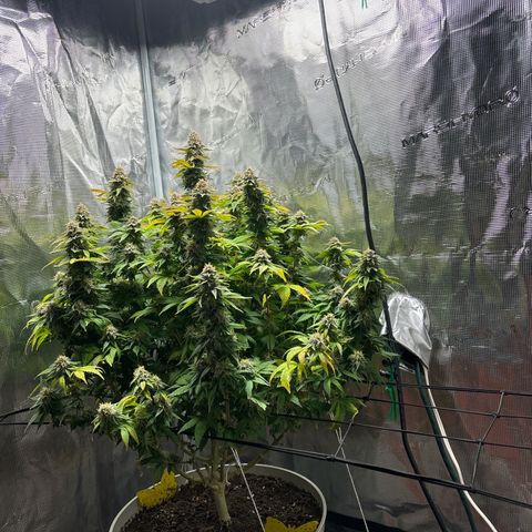 Petree growlog timeline photo