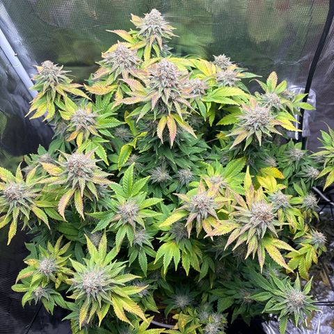 Petree growlog timeline photo