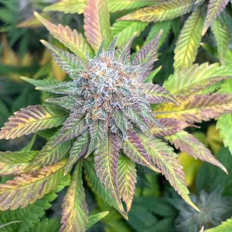 Petree growlog timeline photo