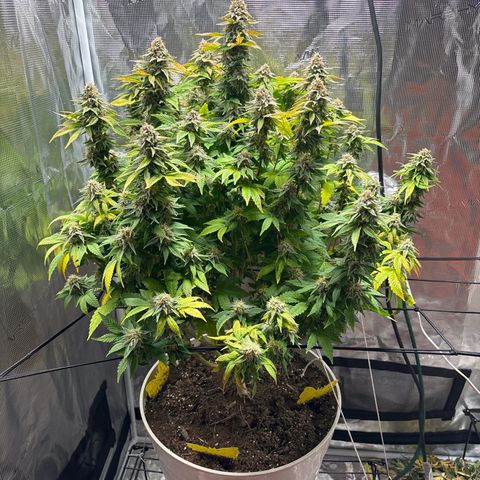 Petree growlog timeline photo