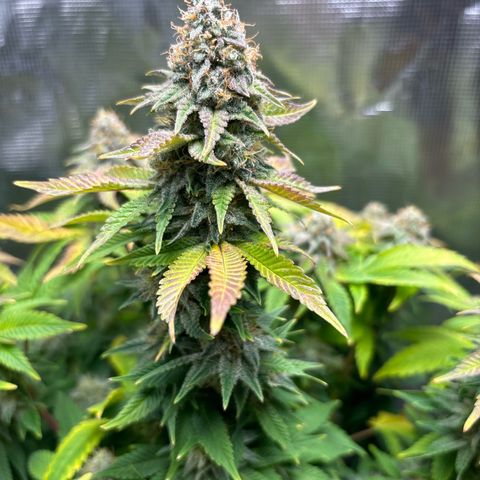 Petree growlog timeline photo