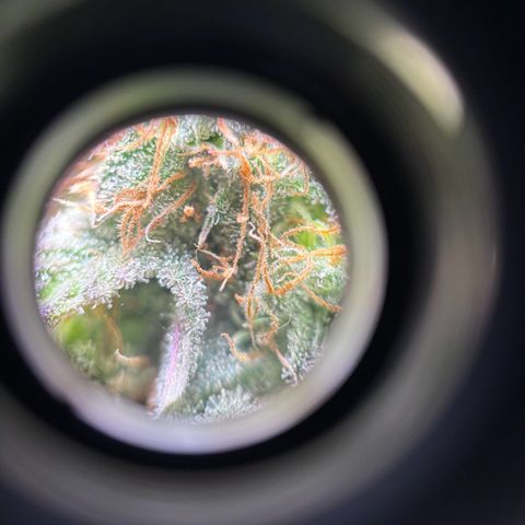 Petree growlog photo: Used microscope lense