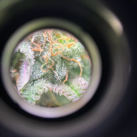 Petree growlog photo: Used microscope lense