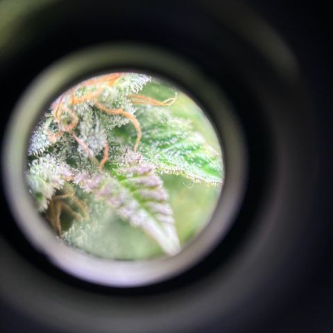 Petree growlog photo: Used microscope lense