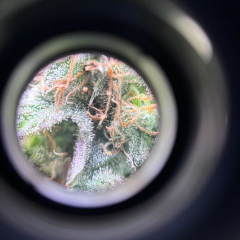 Petree growlog photo: Used microscope lense