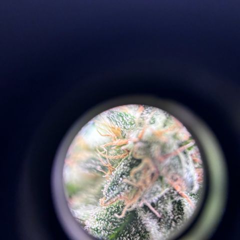 Petree growlog photo: Used microscope lense