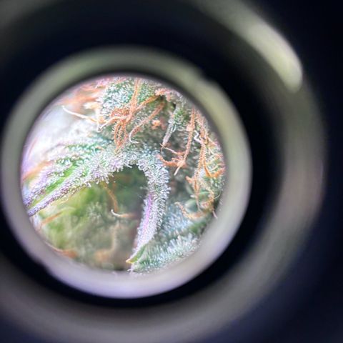 Petree growlog photo: Used microscope lense