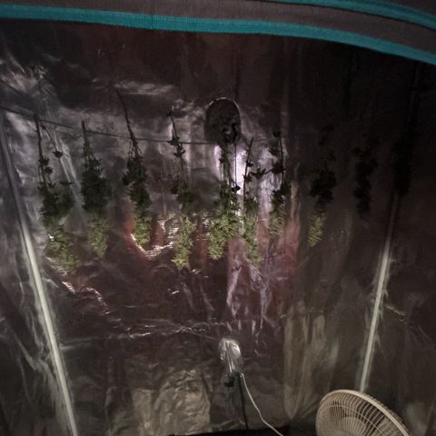 Petree growlog photo: Harvested