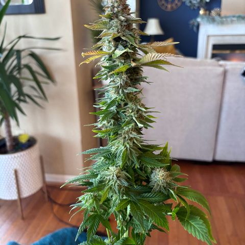 Petree growlog photo: Harvested