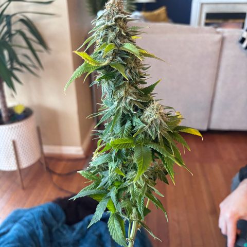 Petree growlog photo: Harvested