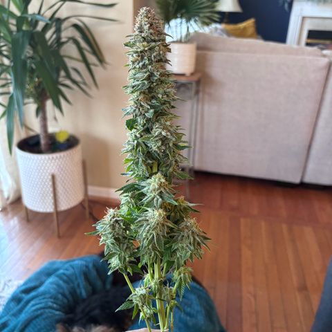 Petree growlog photo: Harvested
