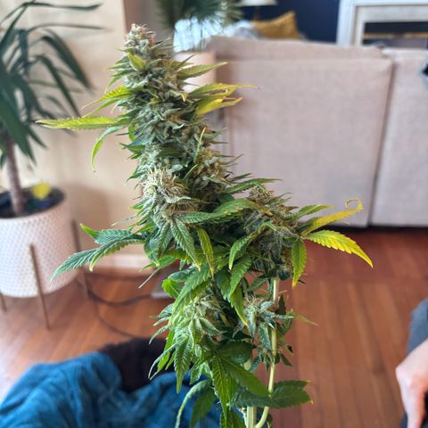 Petree growlog photo: Harvested