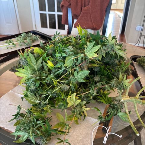 Petree growlog photo: Harvested